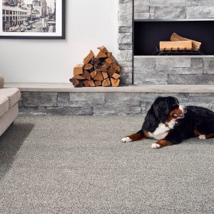 Dog on Carpet floor | Dalton Wholesale Floors