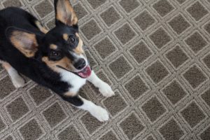 Dog on Carpet | Dalton Wholesale Floors