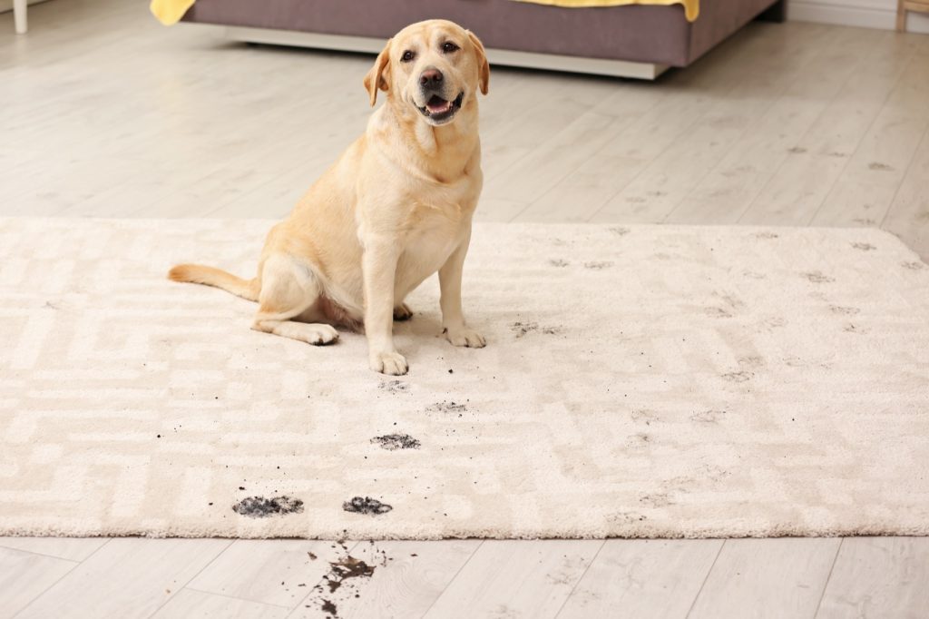 The Best Rug Materials in a Home with Pets | Dalton Wholesale Floors